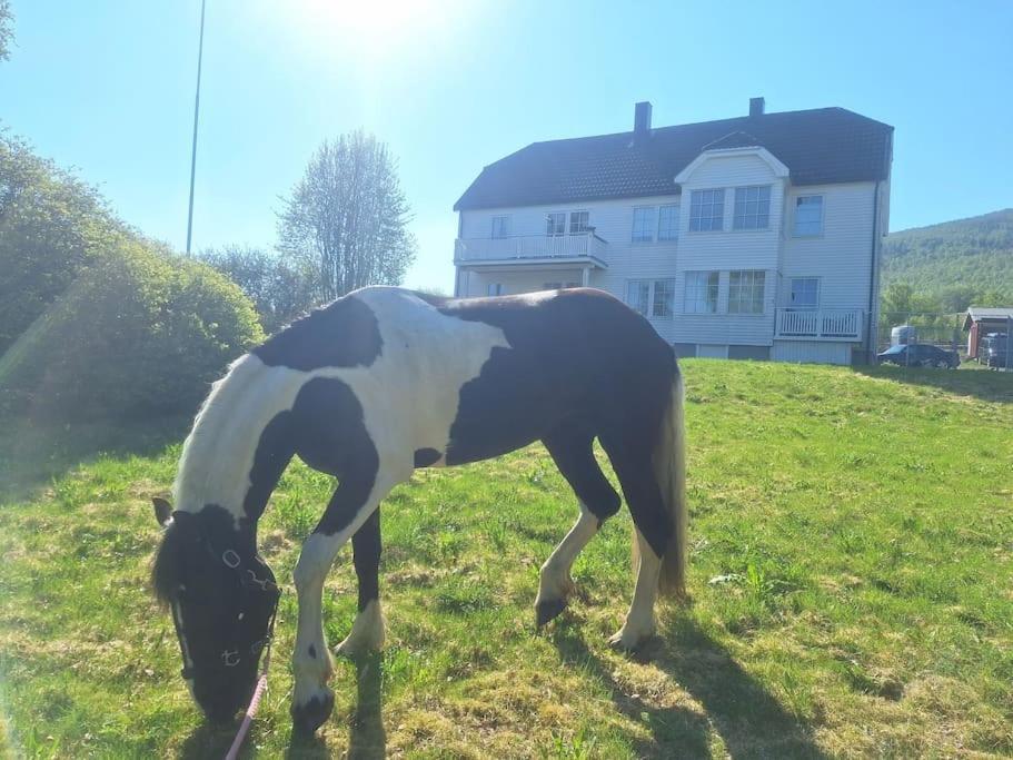 Privat Leilighet Pa Gard Med Badstue Og Nordlys Narvik Extérieur photo