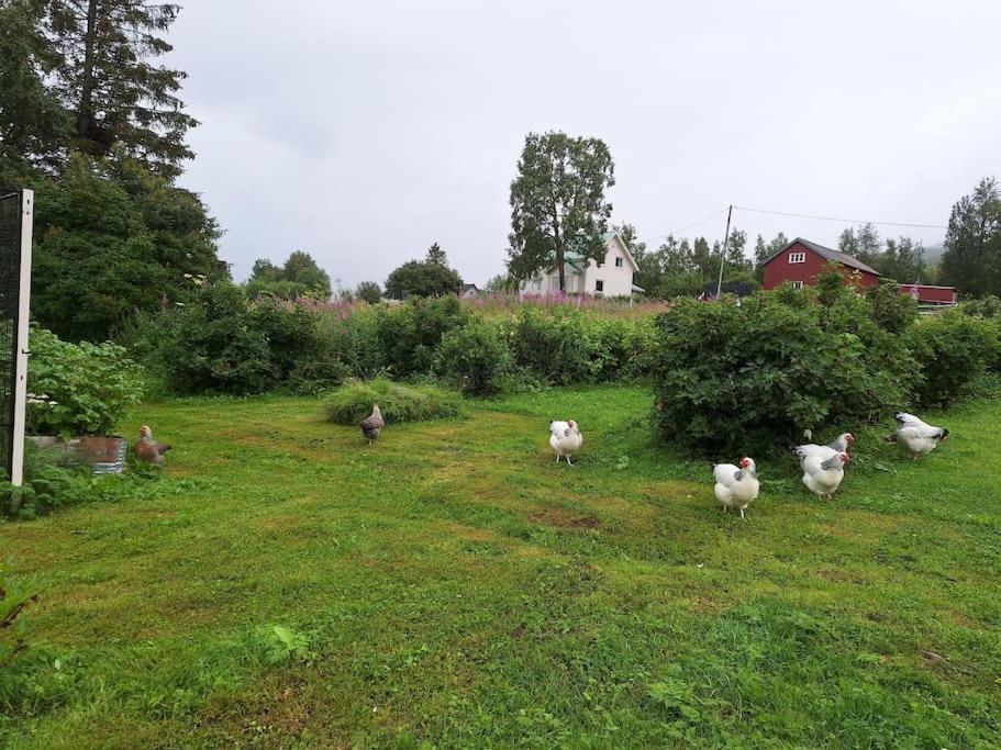 Privat Leilighet Pa Gard Med Badstue Og Nordlys Narvik Extérieur photo
