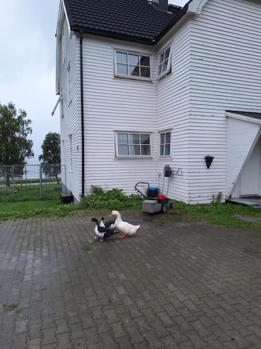Privat Leilighet Pa Gard Med Badstue Og Nordlys Narvik Extérieur photo