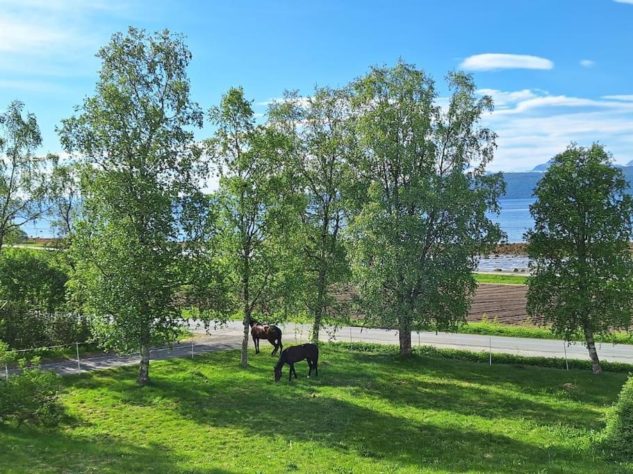 Privat Leilighet Pa Gard Med Badstue Og Nordlys Narvik Extérieur photo